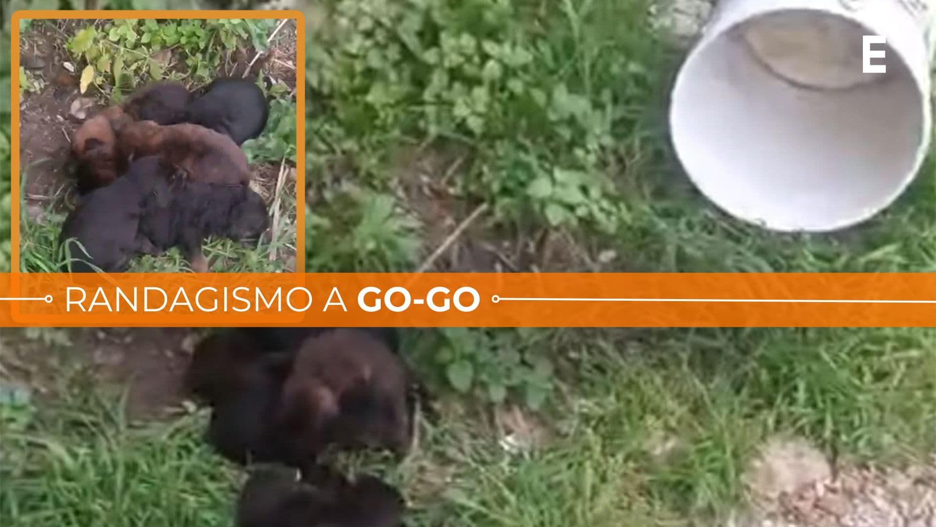 Cuccioli abbandonati a Corigliano-Rossano: esposto in Procura e istituzioni sotto accusa