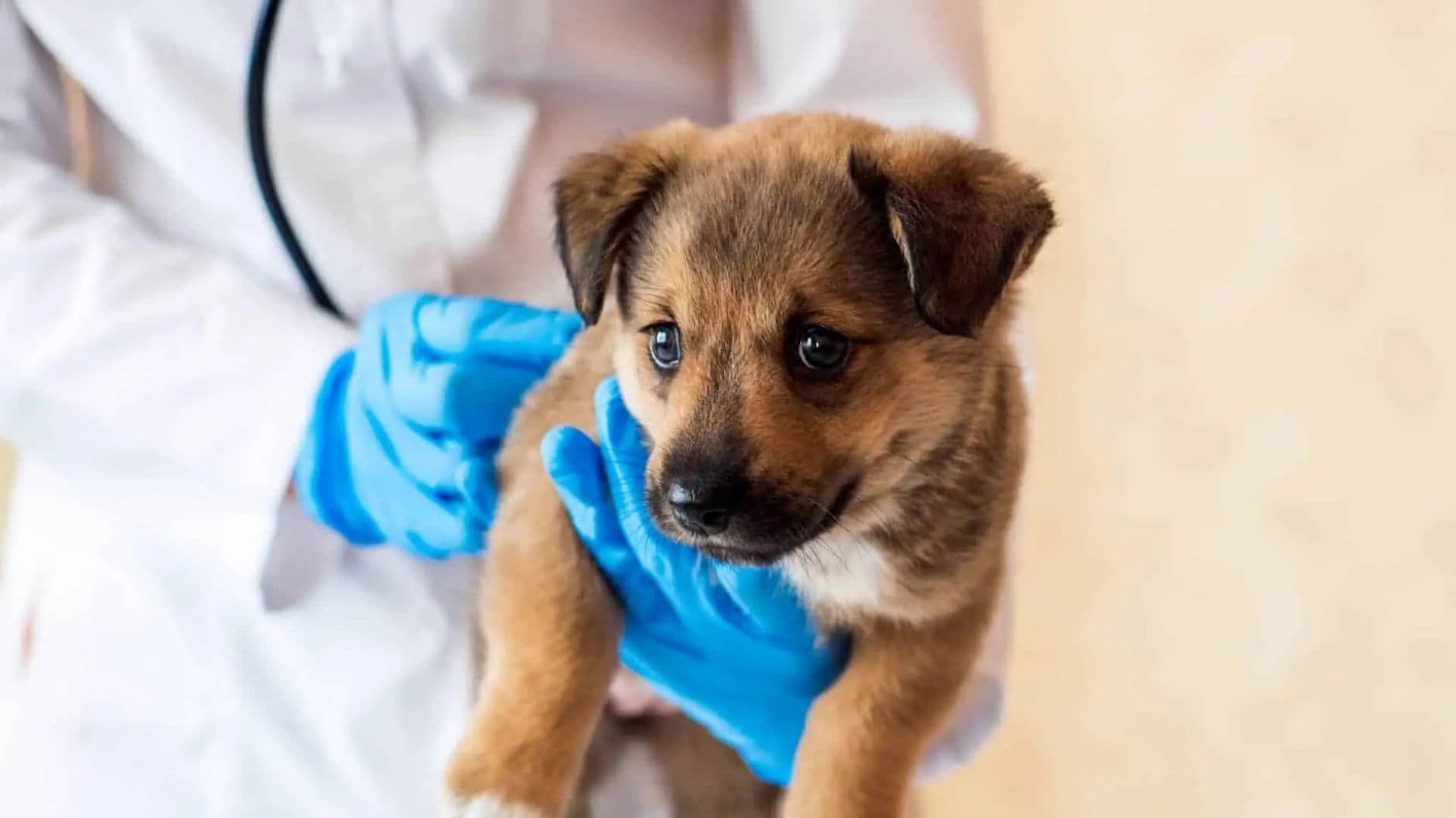 Morano avvia la campagna di identificazione canina "Diamoci una zampa"