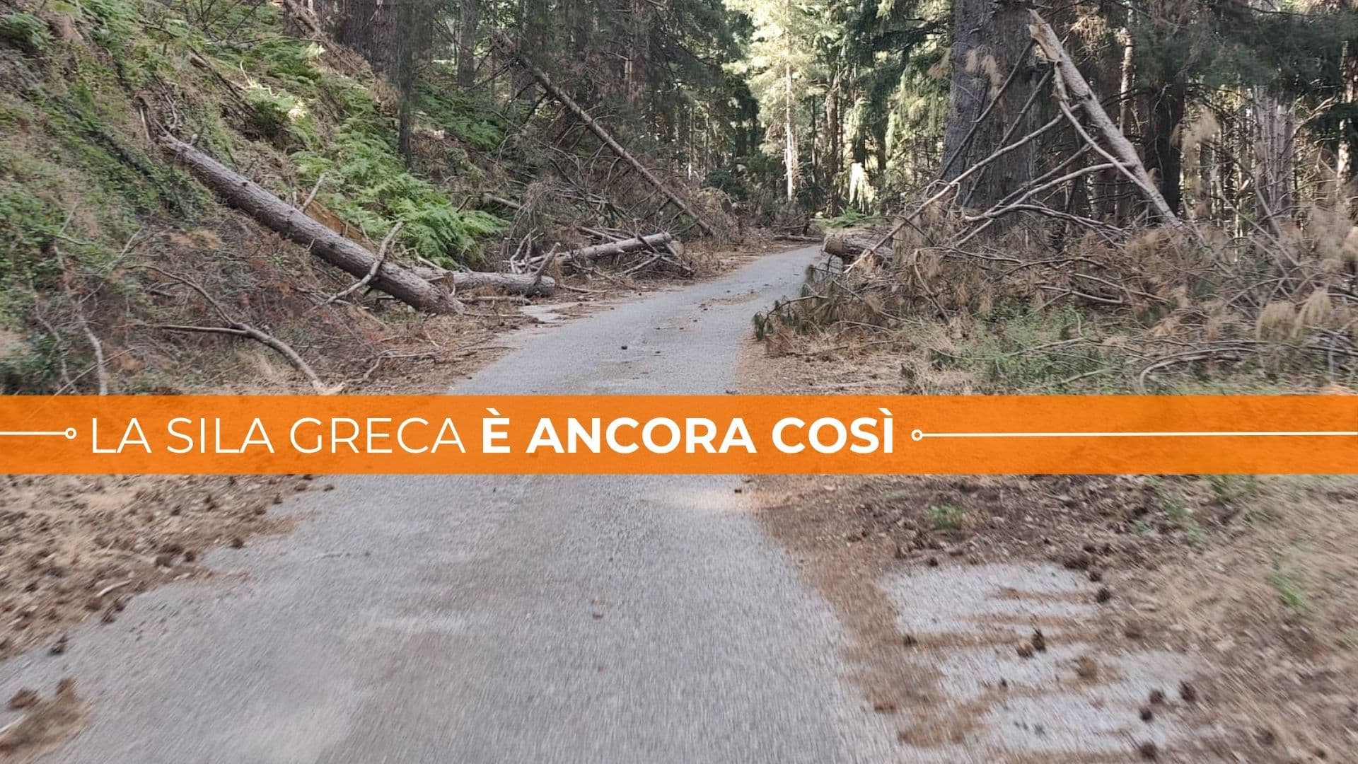 La "polveriera" della Sila Greca: l'impegno costante dei volontari per «scongiurare una catastrofe»