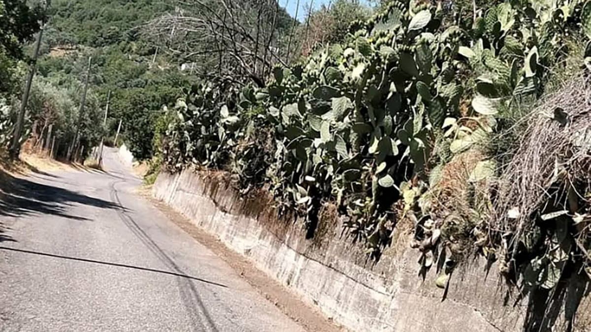 Decoro e sicurezza, 25 chilometri di strade ripulite a Cropalati