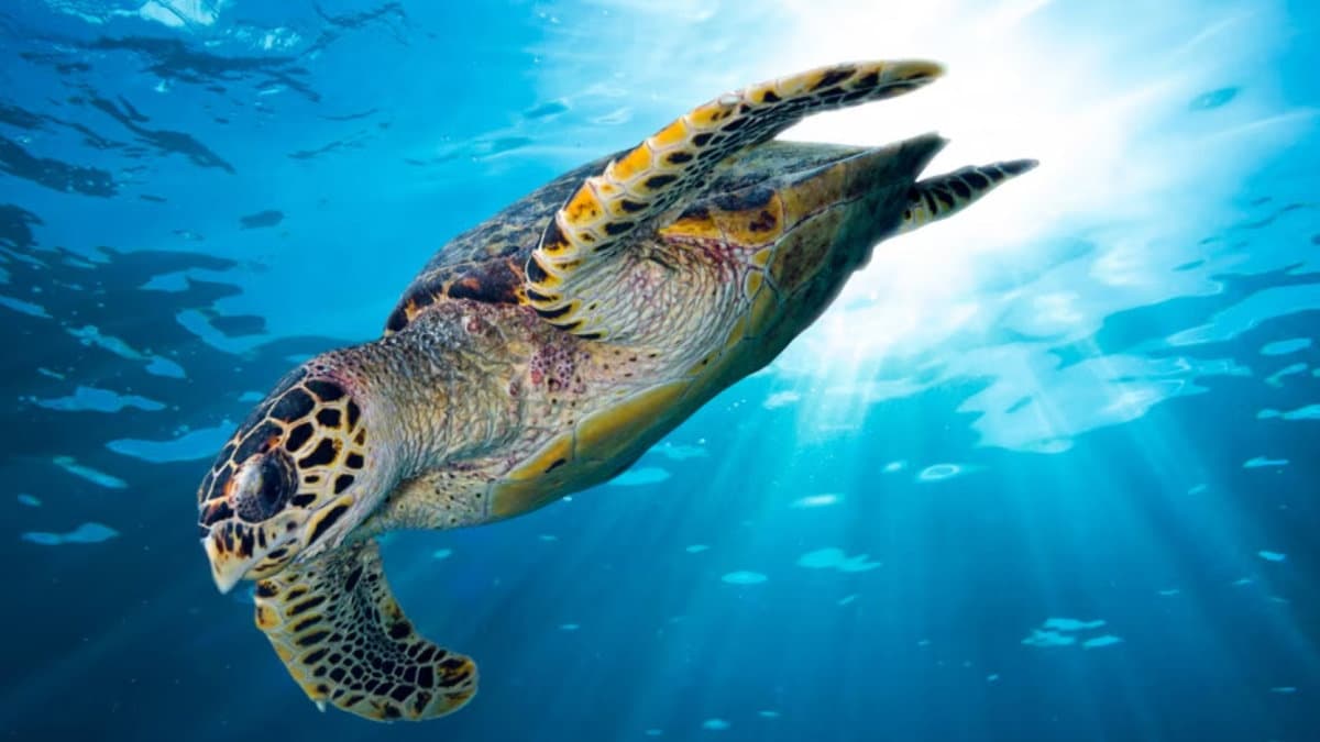 Sabato a Co-Ro appuntamento con il "Laboratorio di educazione ambientale" allestito dal Wwf