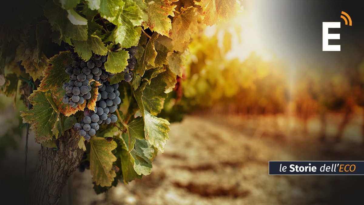 Le vigne e il tempo dell’uva