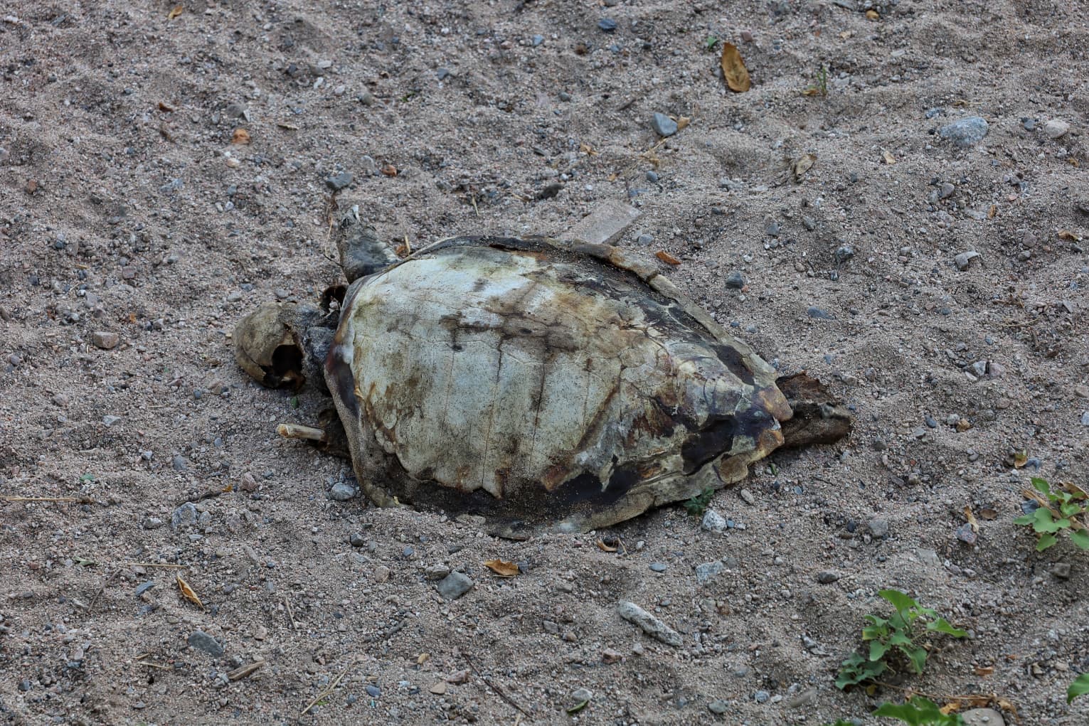 La carcassa di una tartaruga trovata in spiaggia a Sant'Angelo