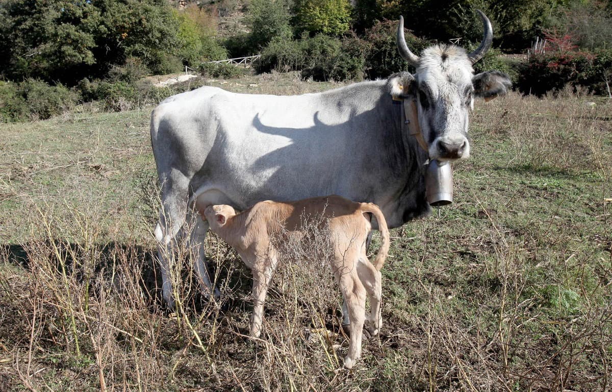 Futuro sostenibile, al via il raduno dei "Pastori Custodi" della Sila