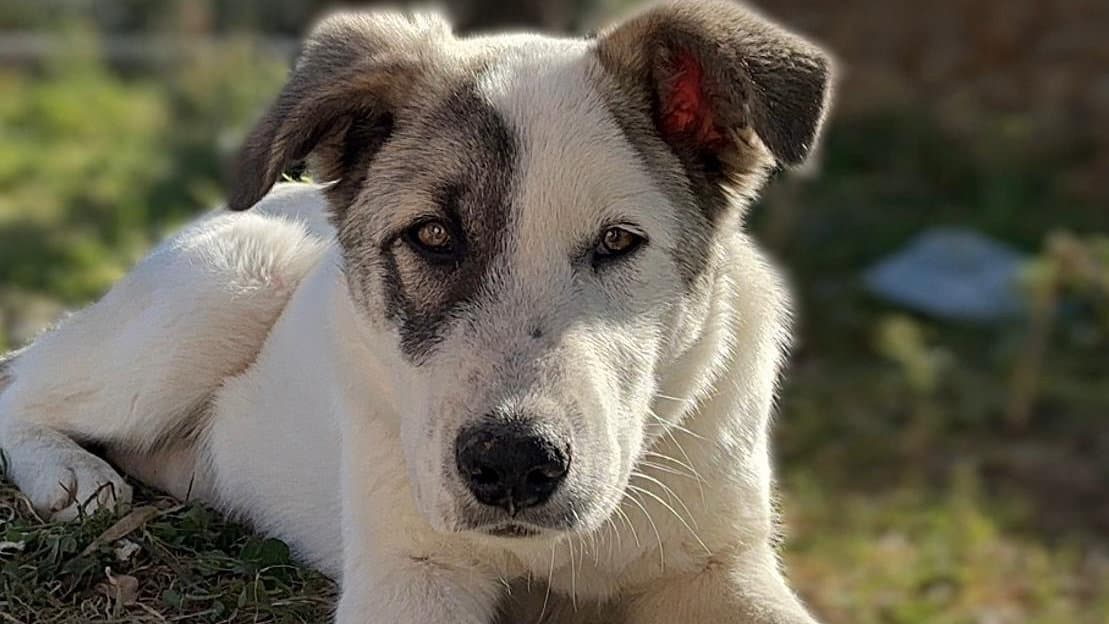 Cane ucciso da randagi nel giardino di casa: non si placa l'allarme randagismo in città