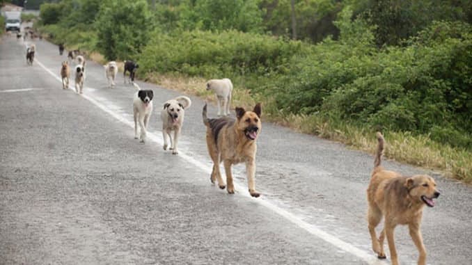 Monte di Cassano assediato dai randagi: branchi sempre più numerosi