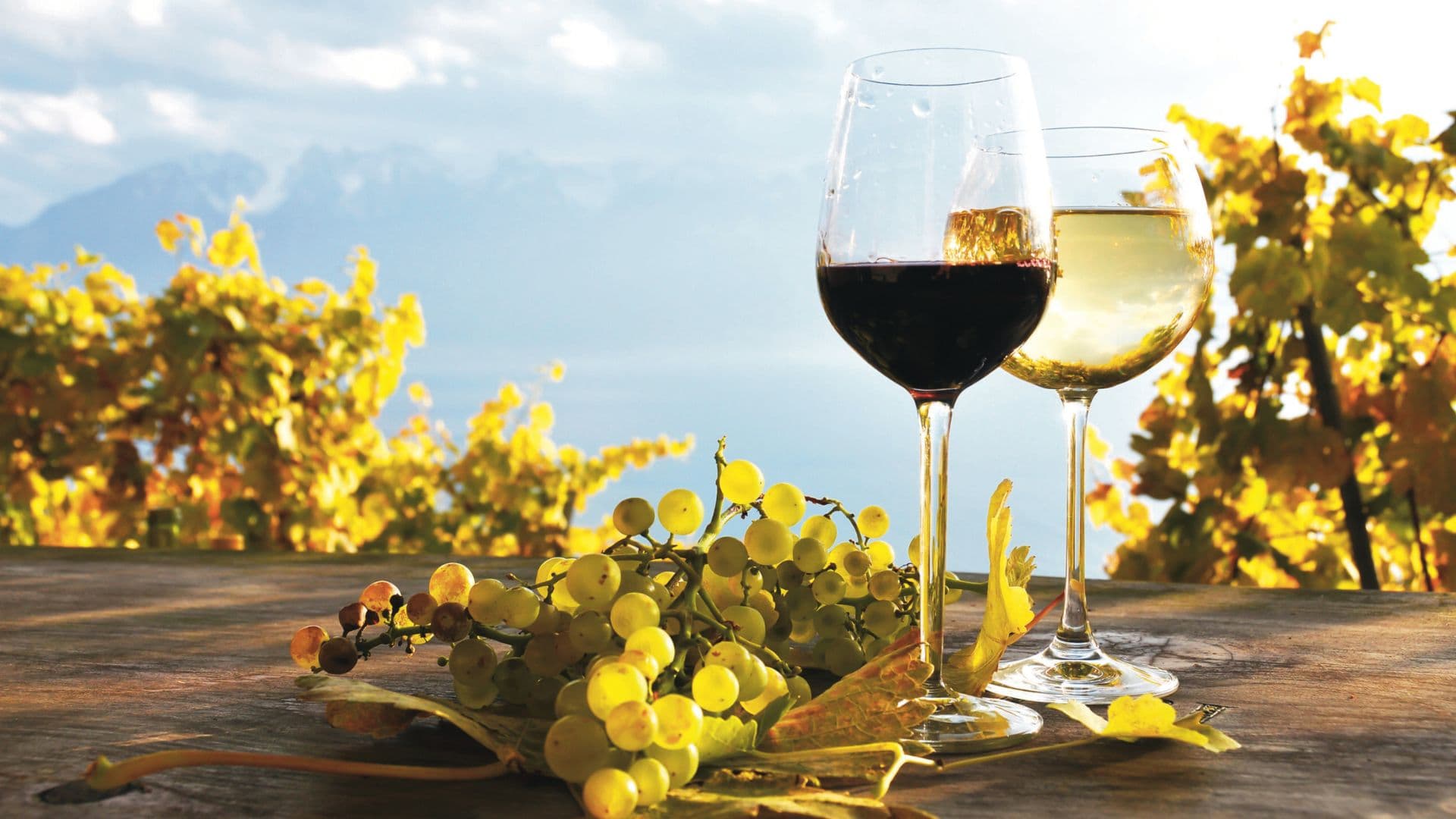 20 cantine da tutto il Sud Italia: a Trebisacce torna il "Wine Festival Art"