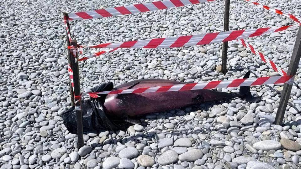 Trebisacce, carcassa di un delfino da tre giorni sulla spiaggia