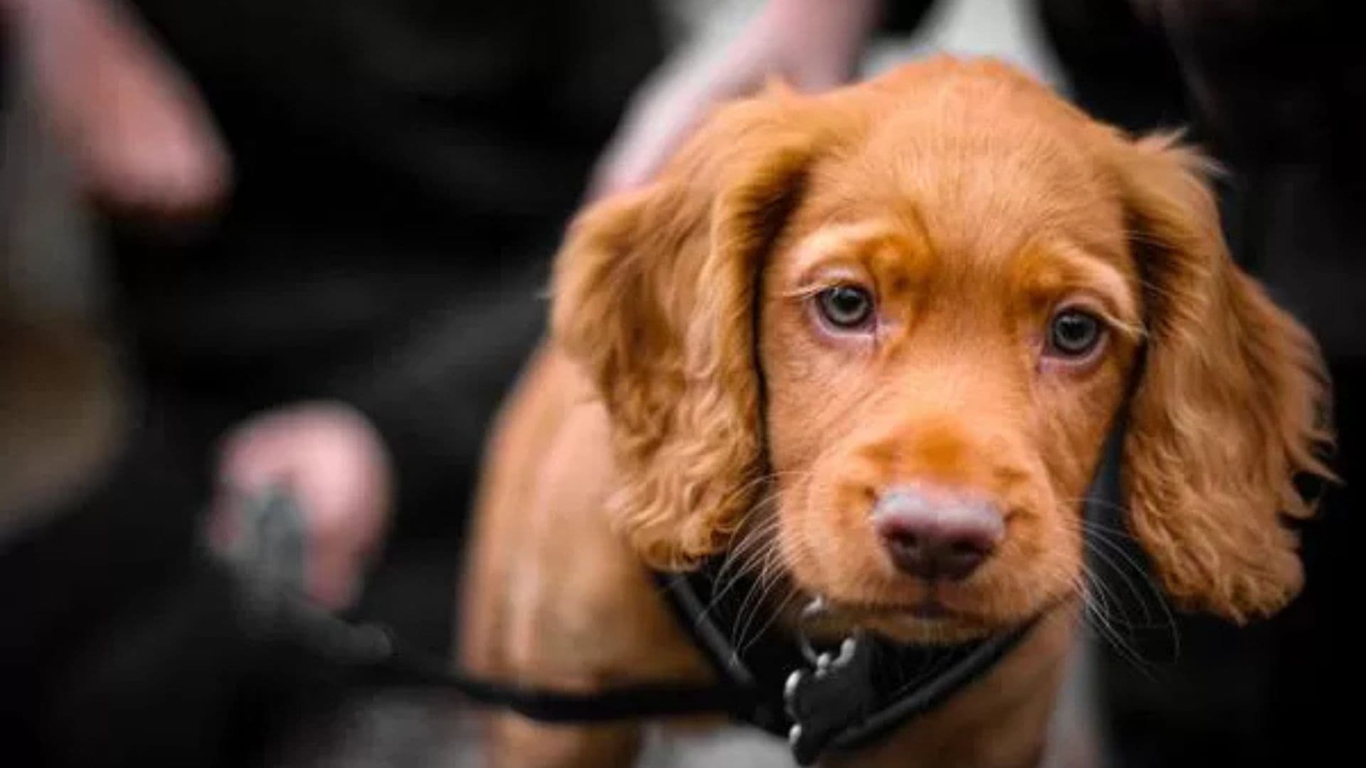 Caloveto disciplina con un'ordinanza la custodia e la conduzione dei cani