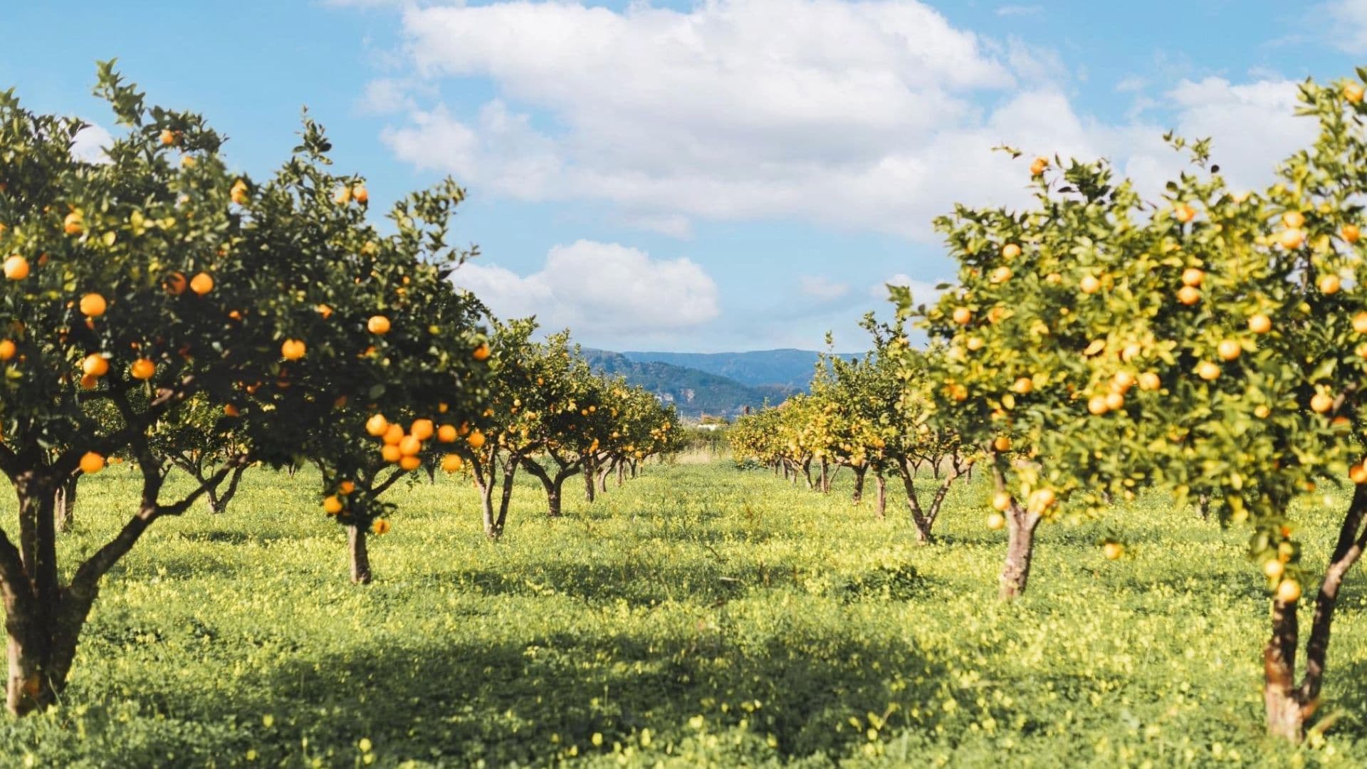 Sibaritide: il cuore agricolo della Calabria tradito dalla politica