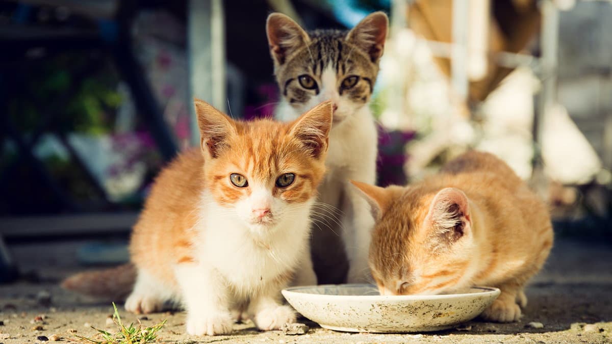 Cassano si prende cura dei suoi mici: riconosciute le prime colonie feline