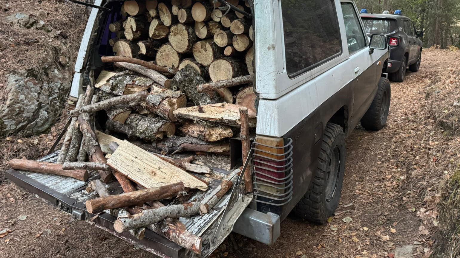Taglio abusivo di alberi, quattro arresti nella Sila: raffica di controlli e sequestri