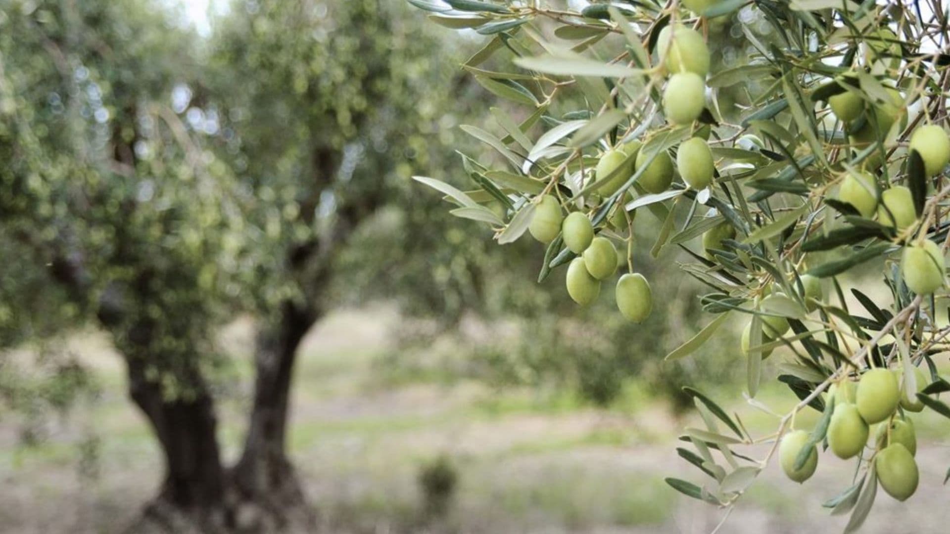 Agricoltura, la Calabria stanzia 50 milioni di euro per il rilancio e l’innovazione del comparto olivicolo