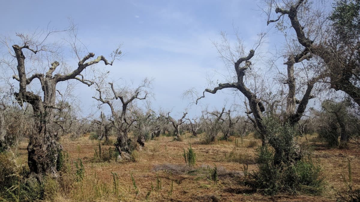 La Xylella bussa alle porte della Calabria: diversi casi in Basilicata