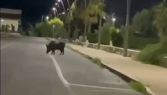 Cinghiale si aggira nel parco dell’anfiteatro “Rino Gaetano” a Sant’Angelo