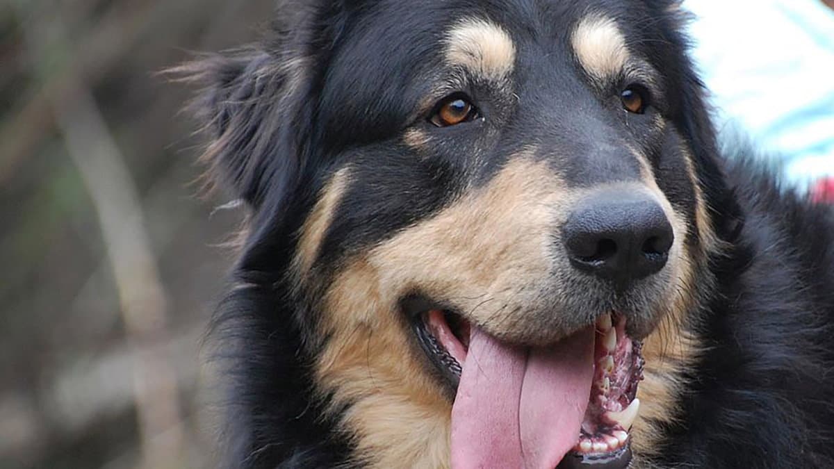 A Camigliatello il sesto Raduno Nazionale del cane Pastore della Sila