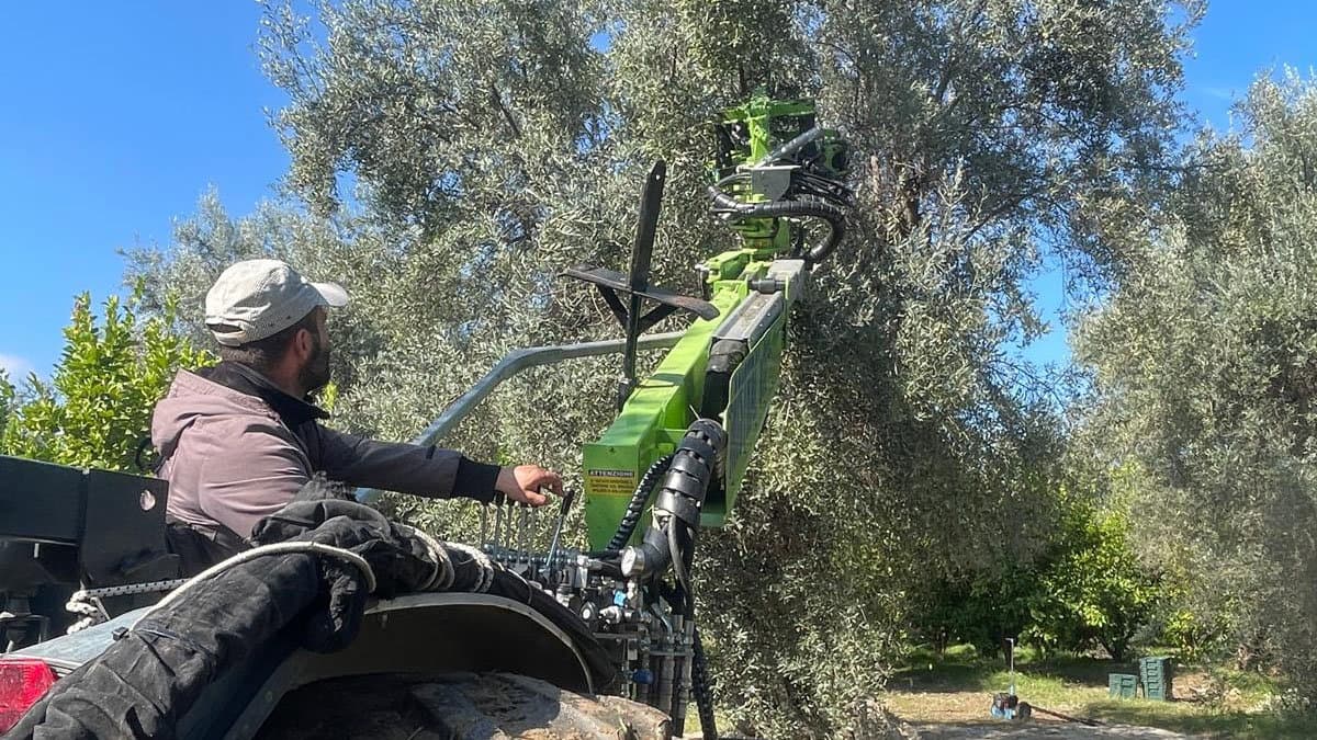 Nord-est Calabria, è iniziata la raccolta delle olive. Ma manca la manodopera