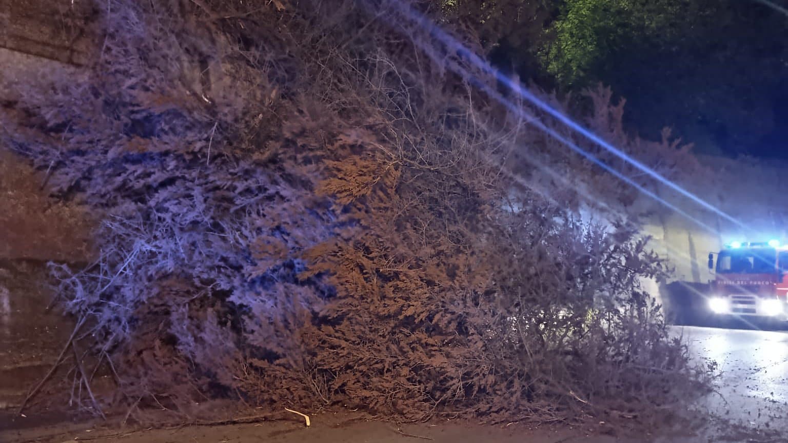 Corigliano-Rossano, il Libeccio sradica un grande pino nel centro storico