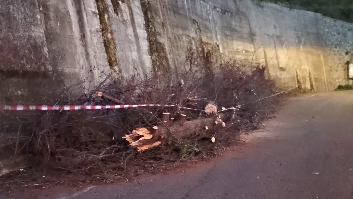 Albero sradicato a Co-Ro, FdI attacca la Giunta Stasi: «Ambientalismo di facciata»