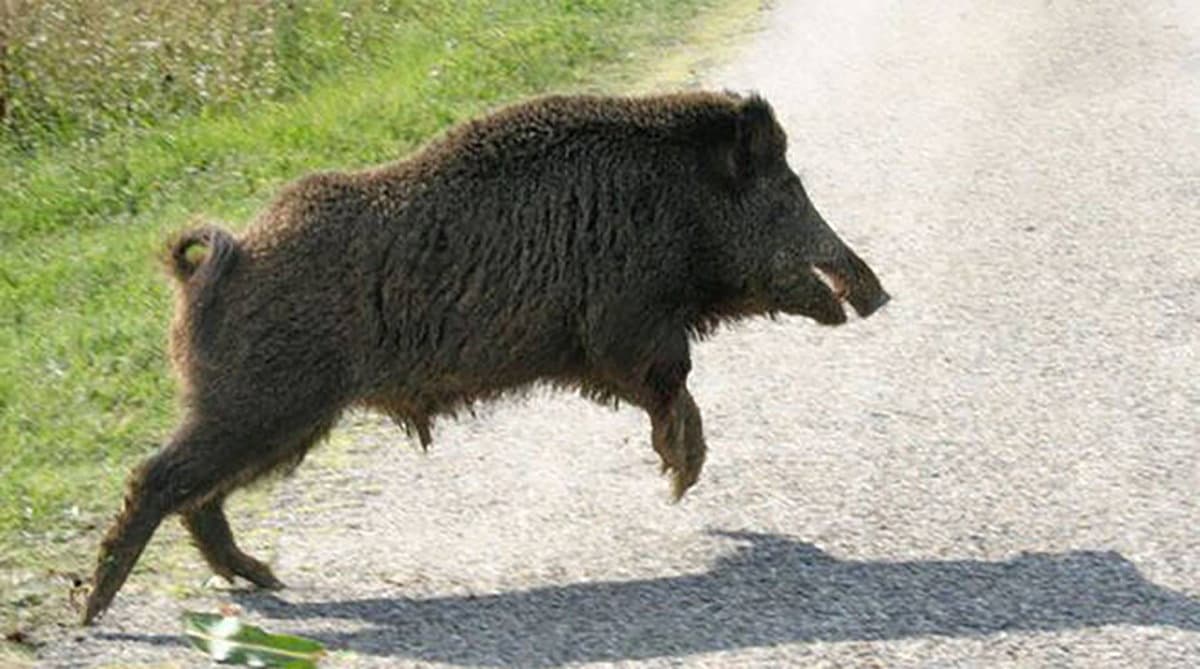 Invasione cinghiali, stamani diverse carcasse sulle strade a Co-Ro