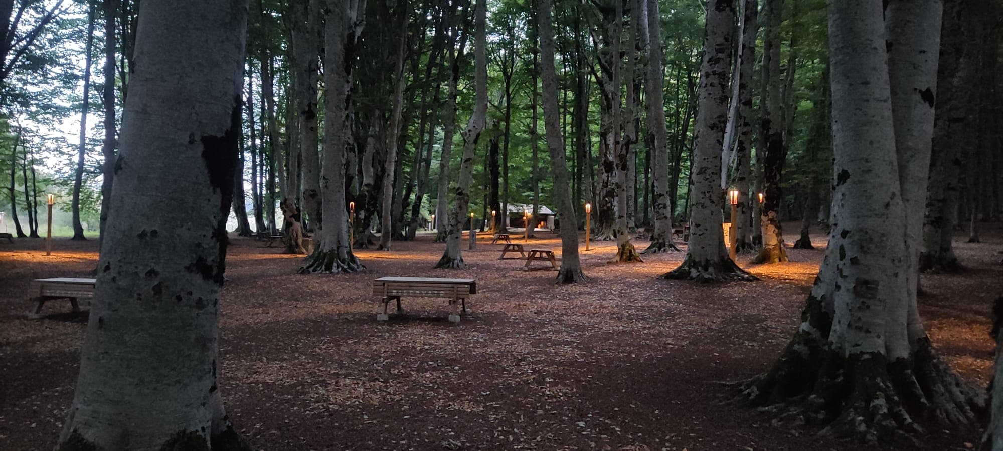 Foreste vetuste del Pollino e sviluppo eco-sostenibile