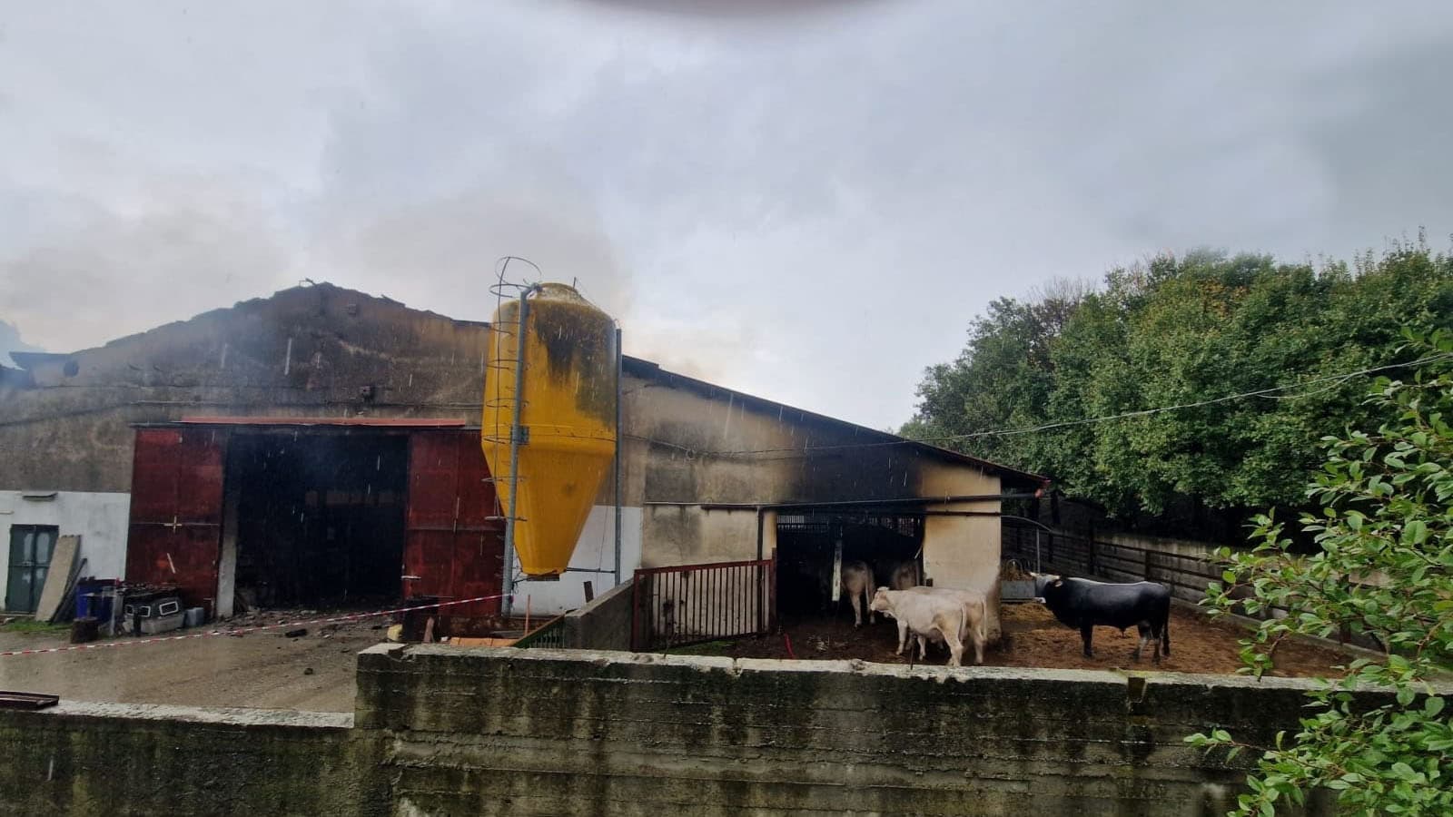 Fulmine colpisce un capannone di mucche: morti diversi animali