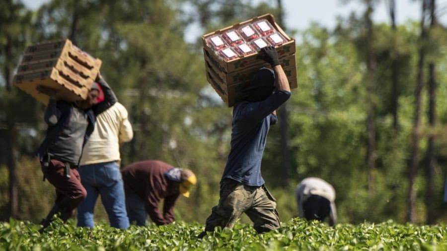 Ecco il sistema per eradicare il caporalato: arrivano le liste bianche dell'agricoltura legale
