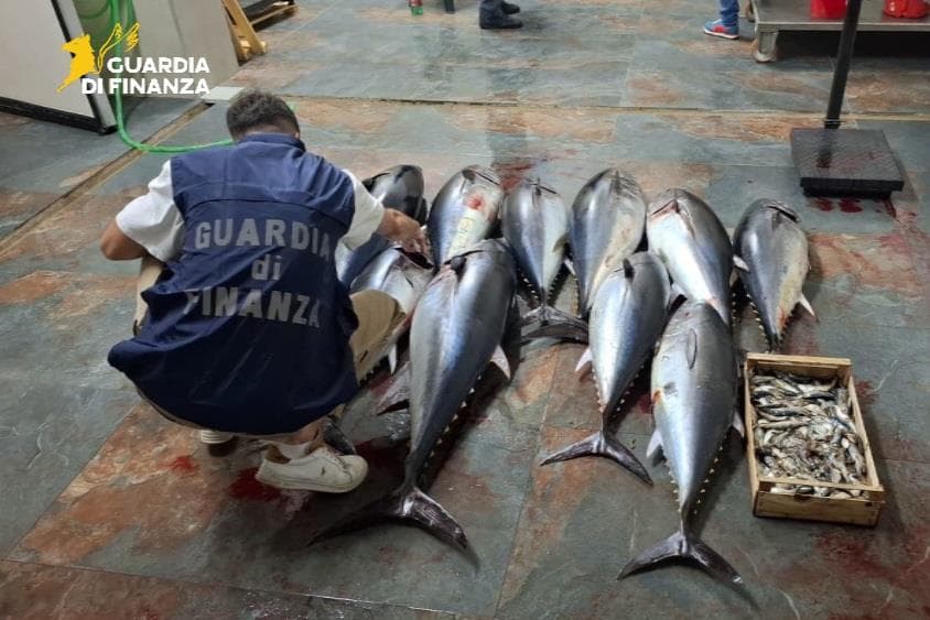 Quasi 3 quintali di tonno sequestrato sulla costa jonica: erano destinati al mercato nero