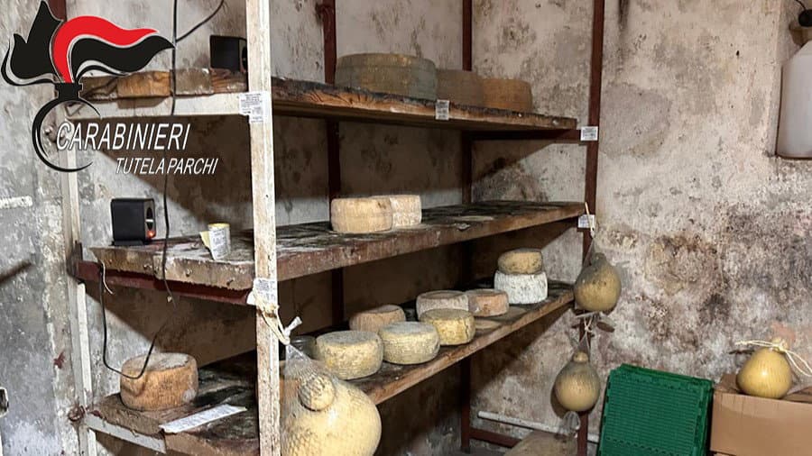 Mormanno, sequestrati oltre 10 quintali di prodotti caseari: denunciato il titolare di una azienda