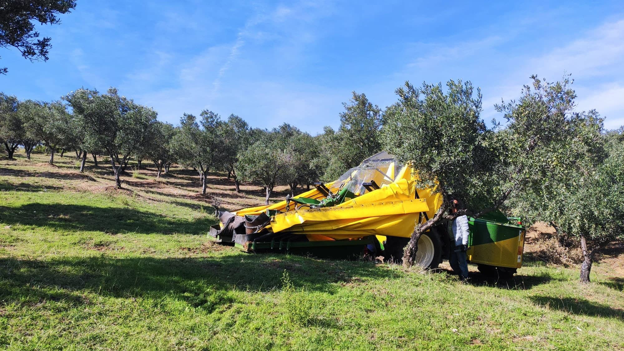 L'olivicoltura calabrese (di qualità) in ginocchio: serve una rivoluzione nel sistema agroalimentare calabrese