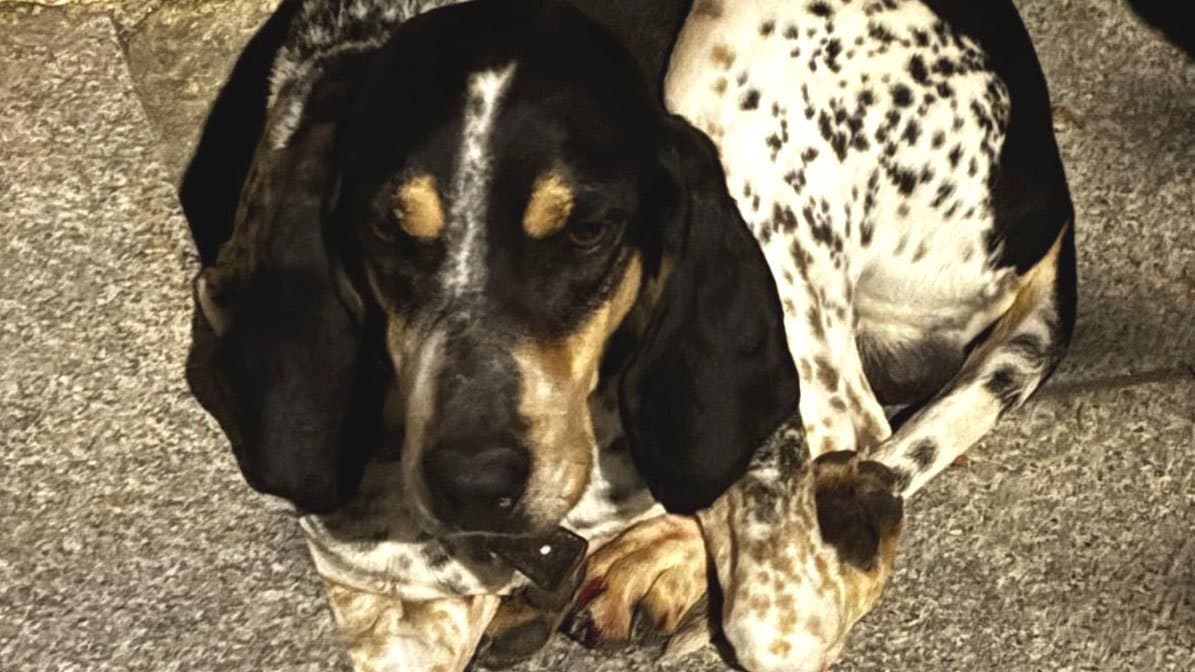 Smarriti nella Sila, salvati nella notte: due cani ritrovati grazie a Carabinieri e Polizia Provinciale