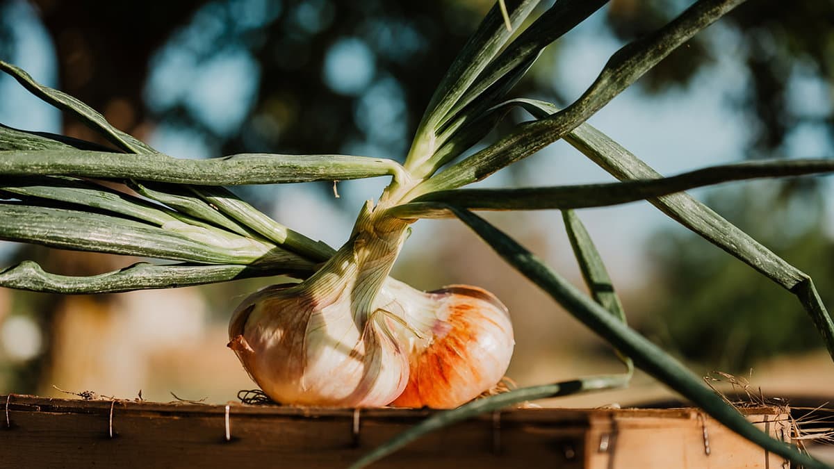 La cipolla bianca di Castrovillari diventa un nuovo Presidio Slow Food