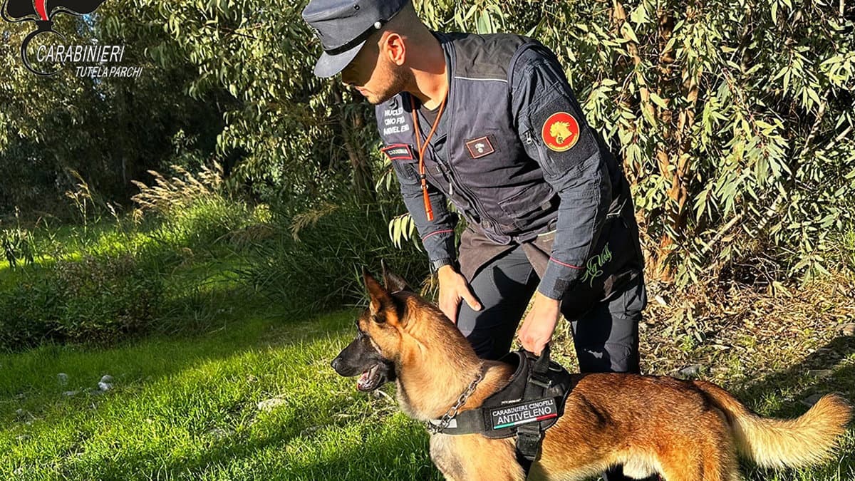 “Fenrir” scova un'esca avvelenata destinata ad altri cani