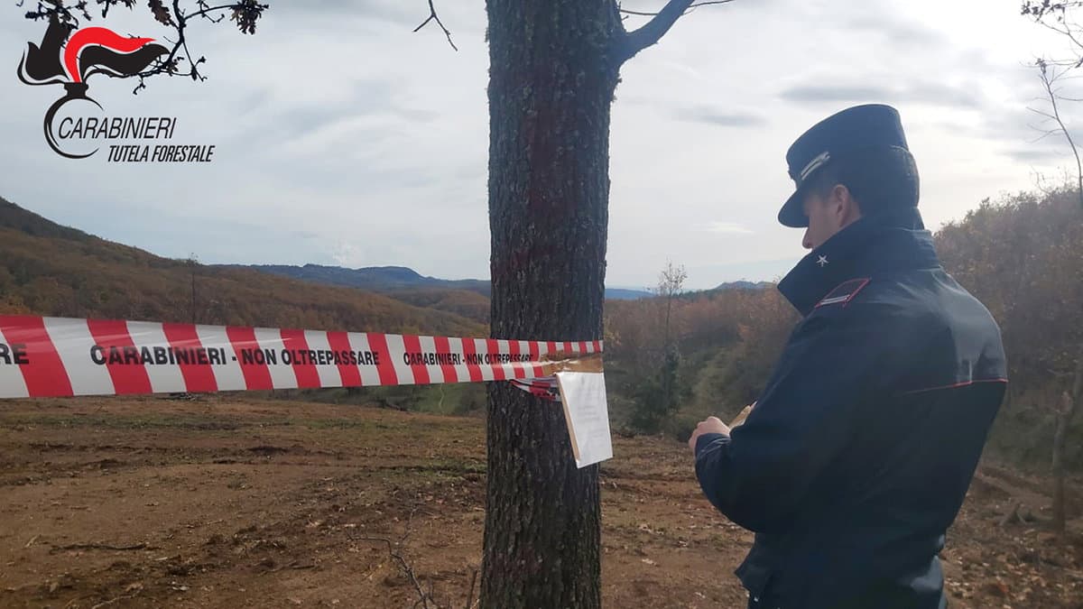 Campana, bosco estirpato abusivamente: sequestrati oltre 3000 metri quadri