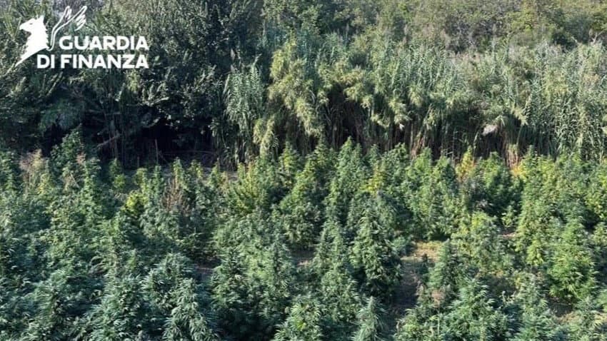 Tarsia, sequestrata un'intera piantagione di cannabis da 1 milione e mezzo di euro