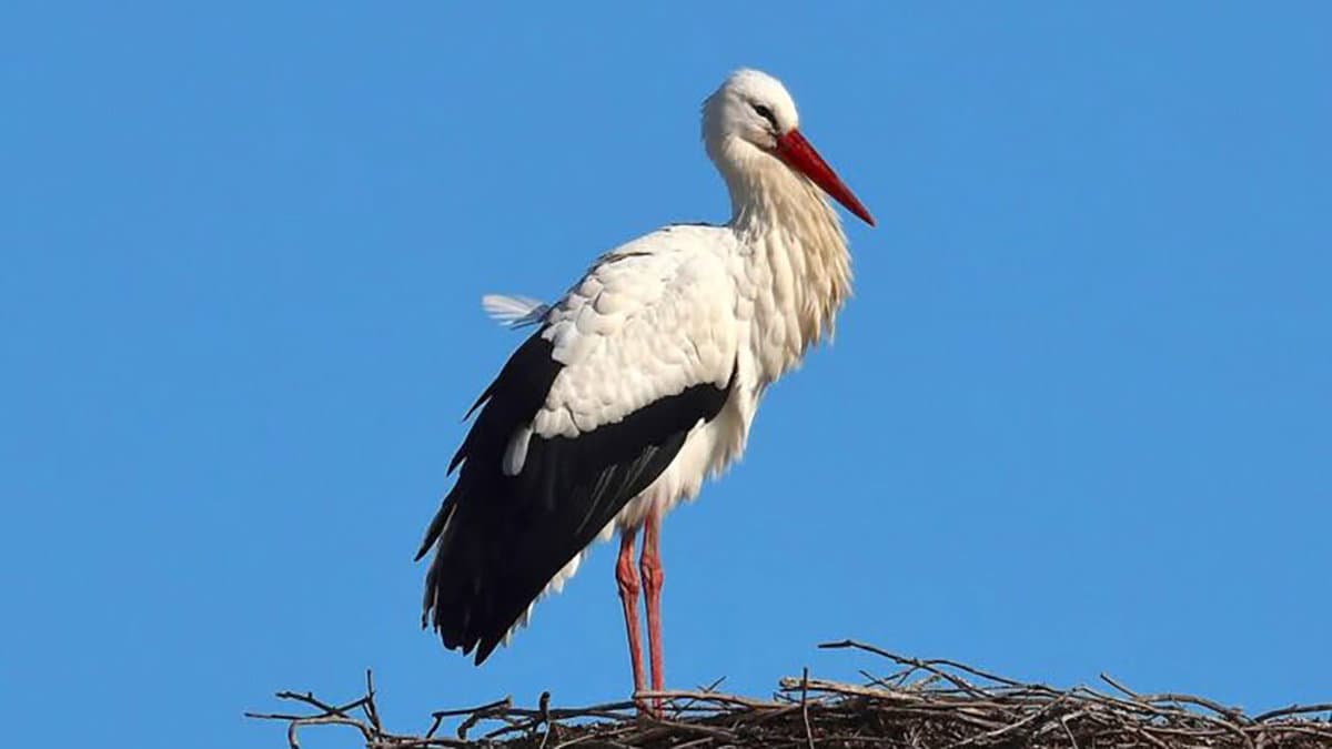 Un ritorno che emoziona, avvistata la prima cicogna bianca nella Piana di Sibari