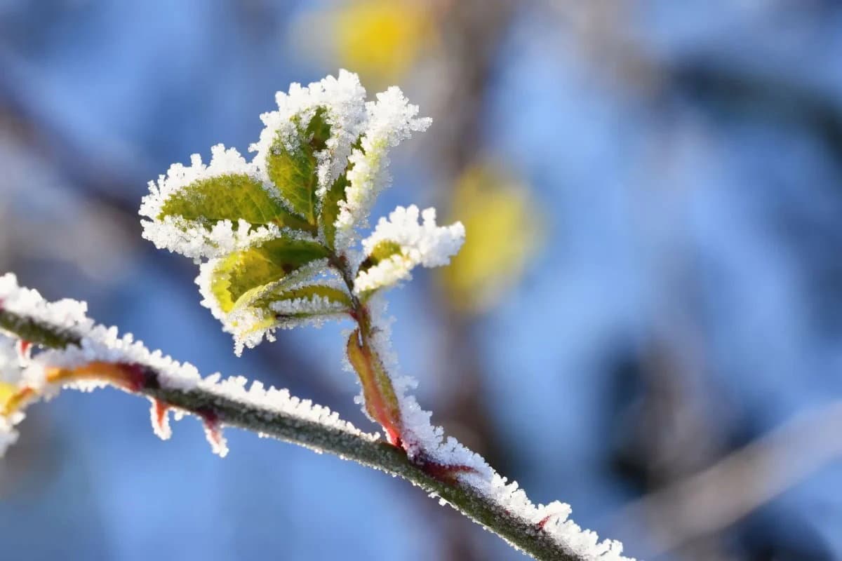 Gelata devastante nella Piana di Sibari. L'agricoltura in ginocchio chiede aiuto