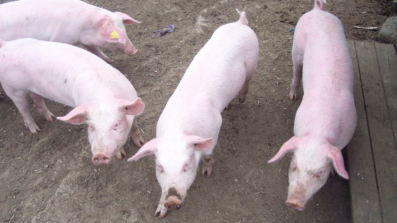 La macellazione domestica del maiale? Si può (ancora) fare ma ecco tutte le prescrizioni e i corrispettivi da pagare