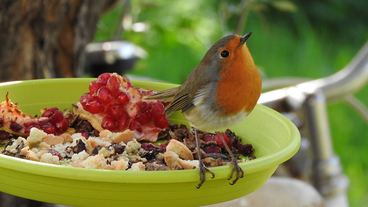Un’ora con gli uccelli d’inverno, la Lipu invita cittadini e famiglie a osservare la biodiversità sotto casa