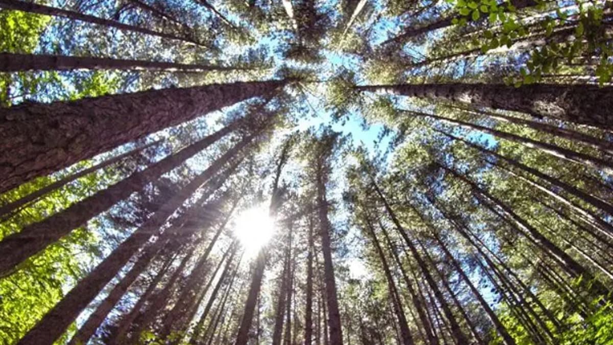 Calabria Verde pubblica il bando forestale: piani di gestione per 20mila ettari di boschi