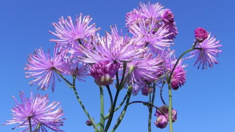 Parco del Pollino, dal 21 al 24 maggio il raduno Acta Plantarum: focus sulla biodiversità