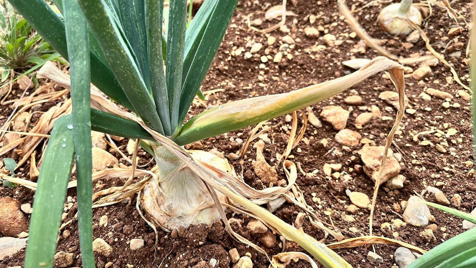 Castrovillari, proposta di legge sulla Cipolla: Slow Food Calabria chiede confronto con i produttori