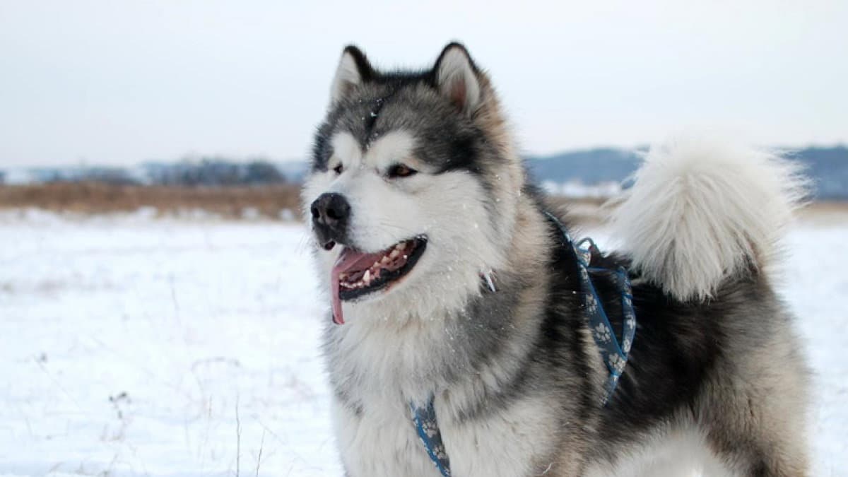 Sila, evento “Dog on the Snow” il 14 e 15 febbraio: cani da slitta e trekking sulla neve al Centro Carlomagno