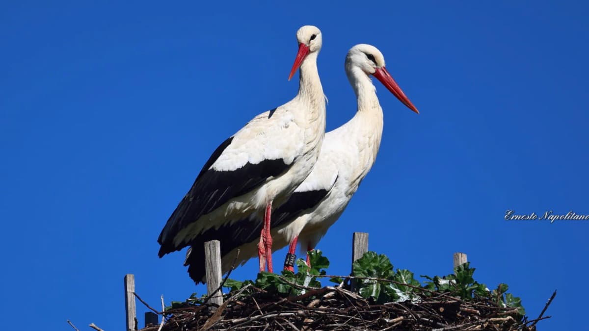 Katrin, Cicogna bianca nata nella Piana di Sibari è tornata in Calabria