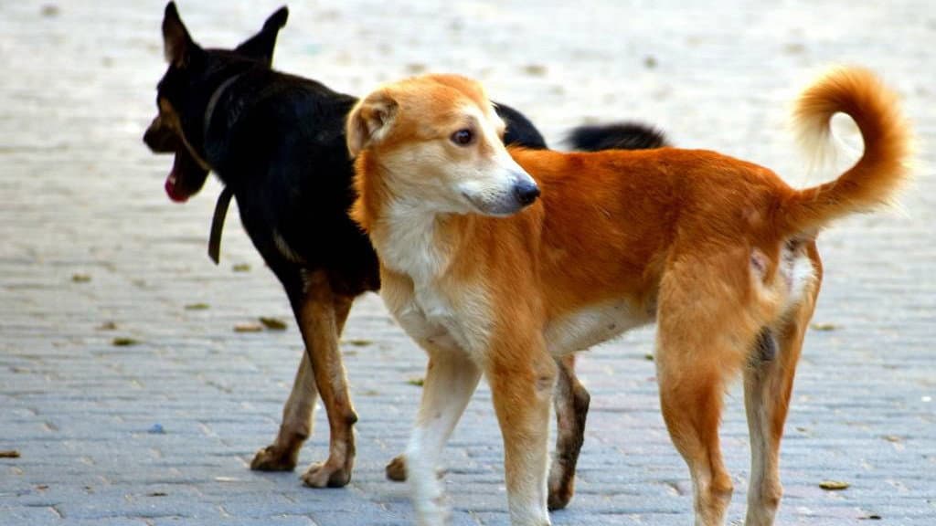 Randagismo e abbandono animali: il Comitato Fossa scrive a Regione e Comune