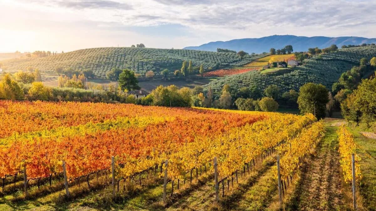Enoturismo, il rilancio della Calabria con Europe Direct Sibaritide: protagonisti vino, giovani e imprese