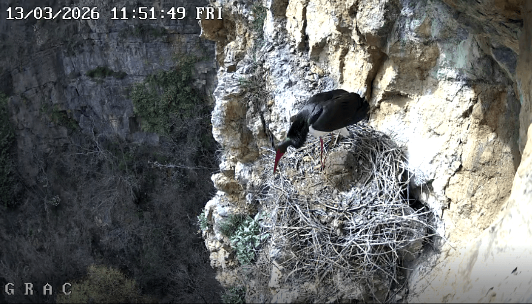 Ritorna la Cicogna nera a Bocchigliero: il GRAC rilancia il monitoraggio con webcam sul nido