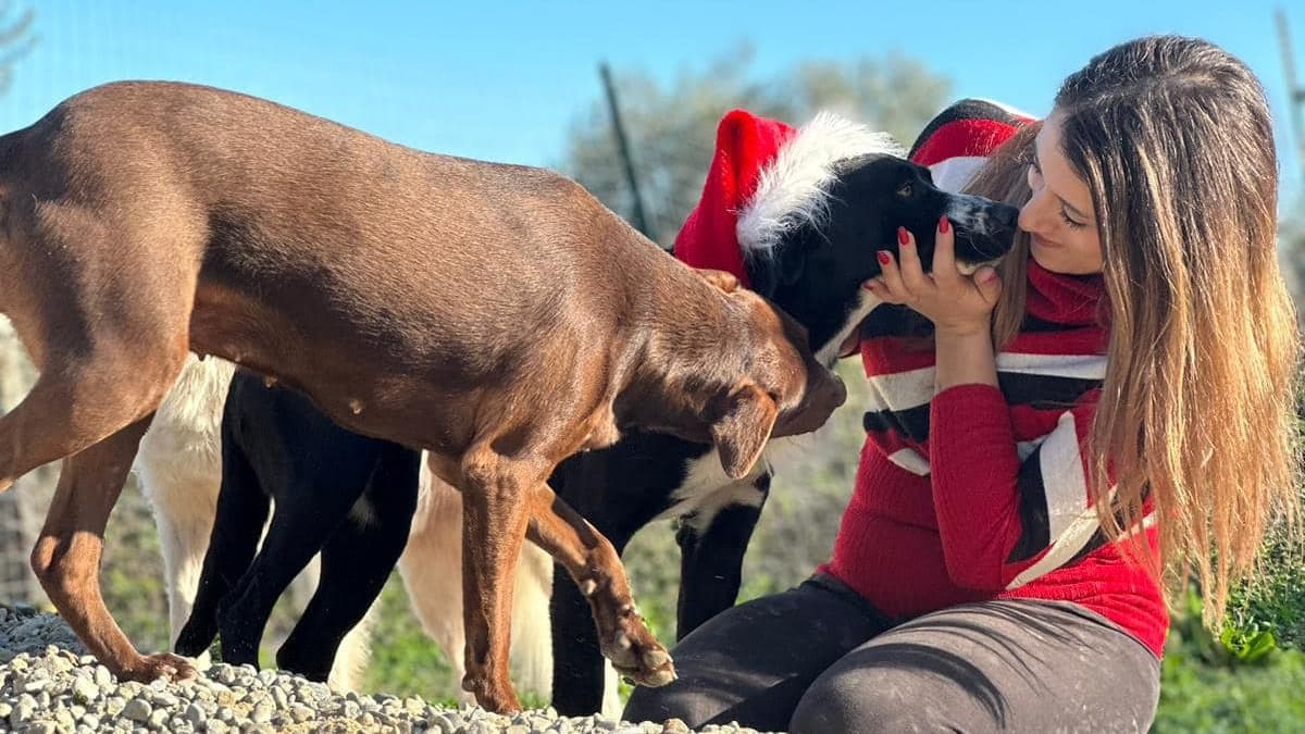 Benessere animali, Corigliano-Rossano approva il regolamento: norme e tutele