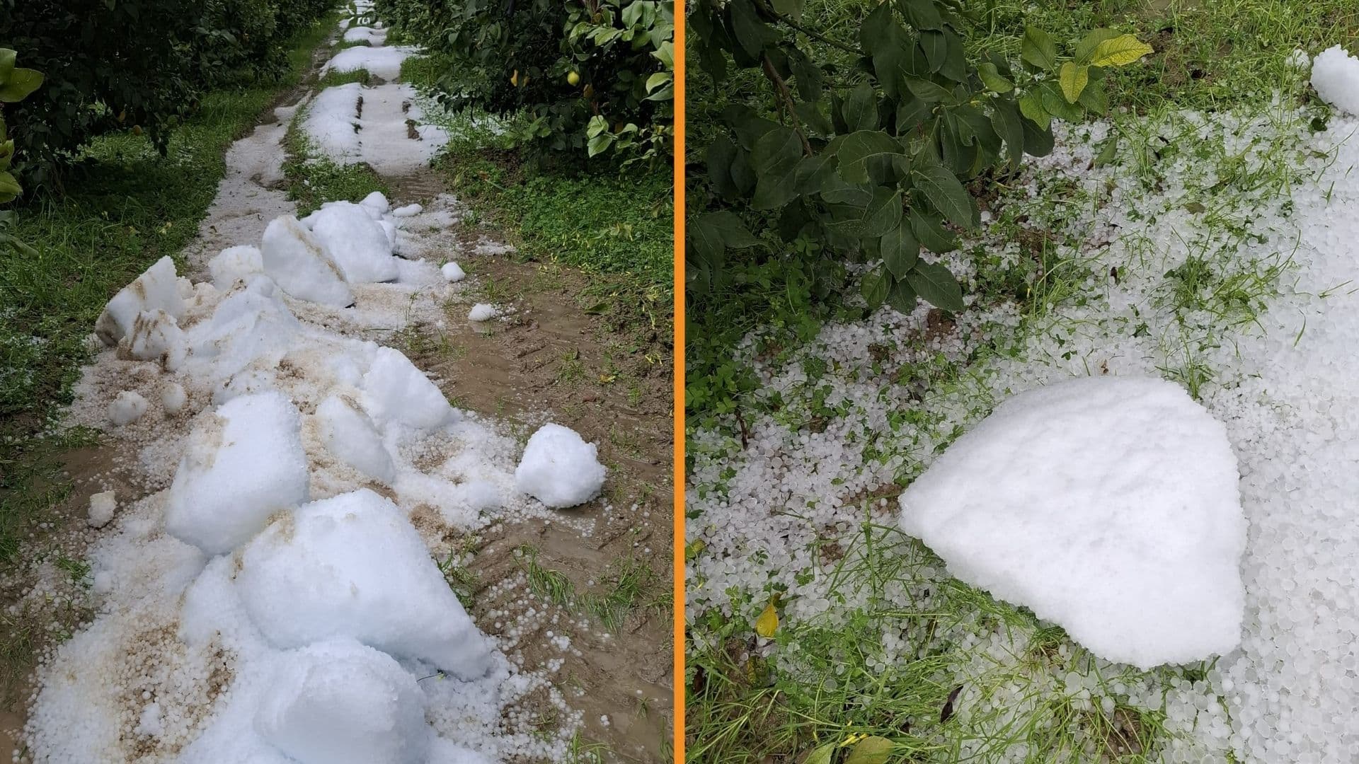 Violenta grandinata su Rocca Imperiale: Cia Calabria Nord al fianco degli agricoltori colpiti