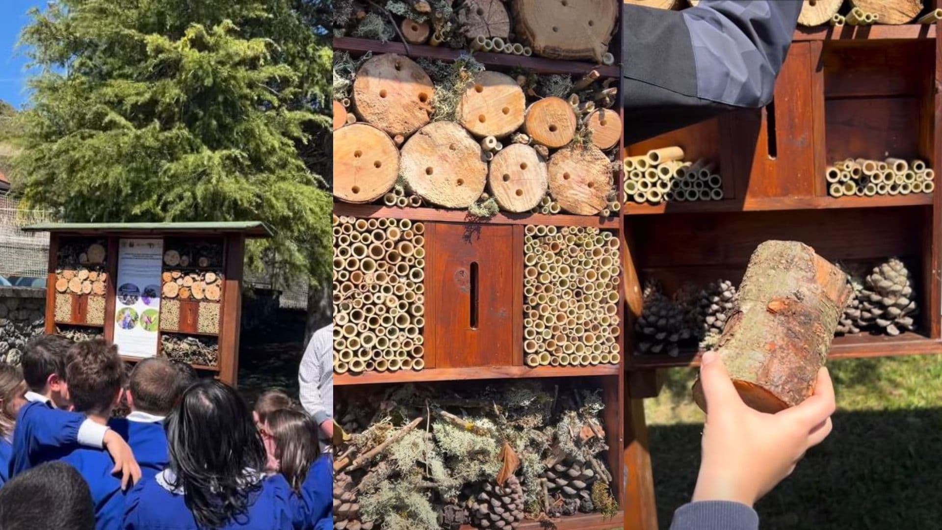 A Laino Borgo nasce il Bee Hotel: scuola e natura insieme per salvare gli insetti impollinatori